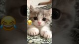 Cats Funny Videos || Cats And Dogs Funny Videos || Pets Funny Videos || Cats And dogs Funny Moments