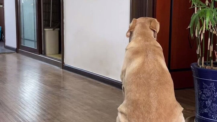 Con chó ngốc này tính cách thẳng thắn quá mức!