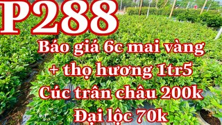 Mai vàng chơi tết p288 | 0353832312 Nhi | cúc thọ hương 1500k - cúc trân châu 200k _ đại lộc 70k