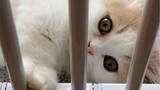 แมวนโปเลียน มูลค่า 1.4 หมื่นบาท โรคระบาดแมวระบาดวันที่ 3 หลังถึงบ้าน กลับมาหาแมวดาววันที่ 8 คำตอบของ