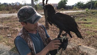 Thú Chơi Đại  Bàng Thuần Dưỡng, Huấn Luyện Đại Bàng Đi Săn Ở Sài Gòn