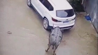 下次见到牛大哥就是在桌子上了