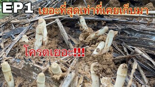 เยอะที่สุดเท่าที่เคยเก็บมา!! เห็ดถอด ขุดถอดกันมันส์ๆอีกแล้วจ้า