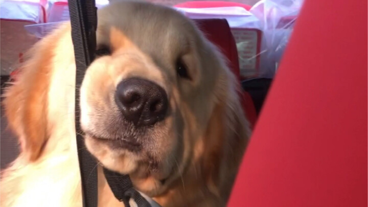 Mua ghế thú cưng cho chó mà sao nó đột nhiên nổi giận vậy??