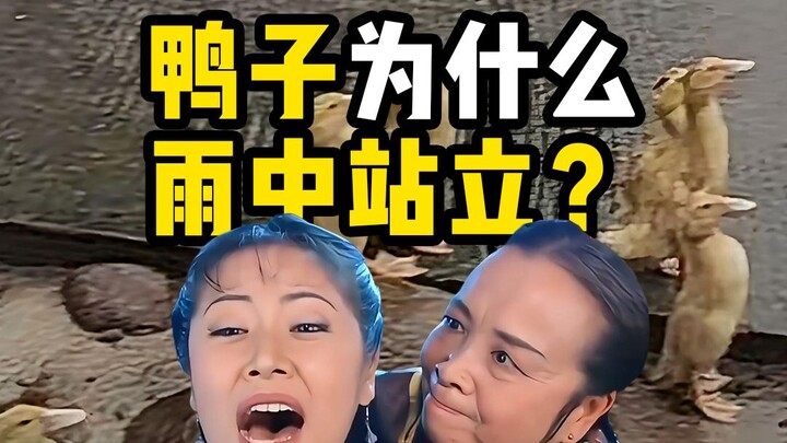 Tại sao vịt vẫn đứng vững dưới mưa? - Dung Ma Ma kể chuyện khoa học về động vật