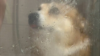 I couldn't sleep in the middle of the night because of the stench, so I washed the dog