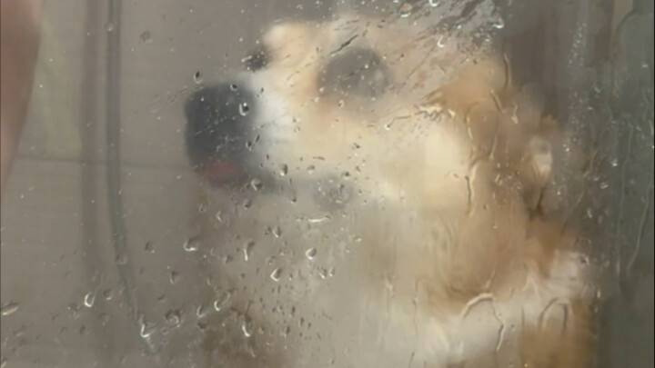 I couldn't sleep in the middle of the night because of the stench, so I washed the dog