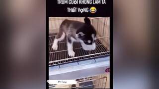 Trùm cuối không làm ta thất vọng 😂dongvathaihuoc thucung pet fypシ yeudongvat animals