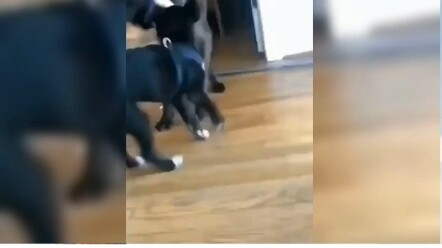 Cat: I’ll just give in then.