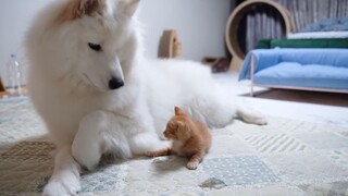 Mèo con vui đùa với chú cún bự :)))