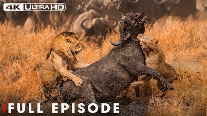 Epic Lion Battle in Ruaha_s Forbidden Glade  Full Documentary (1080P_HD)