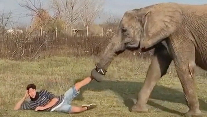 Kakek menyerahkan bayi gajah yang baru dibeli kepada sang cucu untuk dirawat, siapa sangka kini just