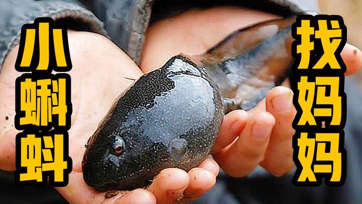 2023 New Edition: Little Tadpoles Looking for Their Mother