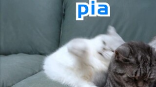 Kalau dipikir-pikir baik-baik, rumahku juga punya empat kucing kesayangan!