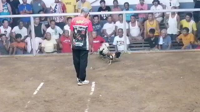 MCA 3wins new year01/01/2026.       DRAW