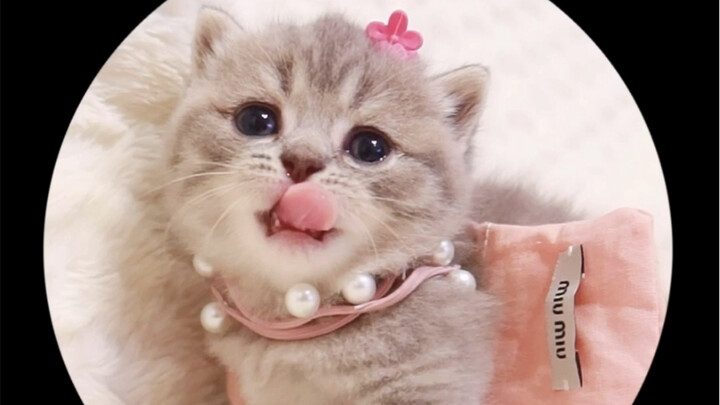 Cô nàng sushi hôm nay đến cửa hàng haute couture đặt một bộ đồ may đo riêng, đến tôi là phụ nữ mà cò