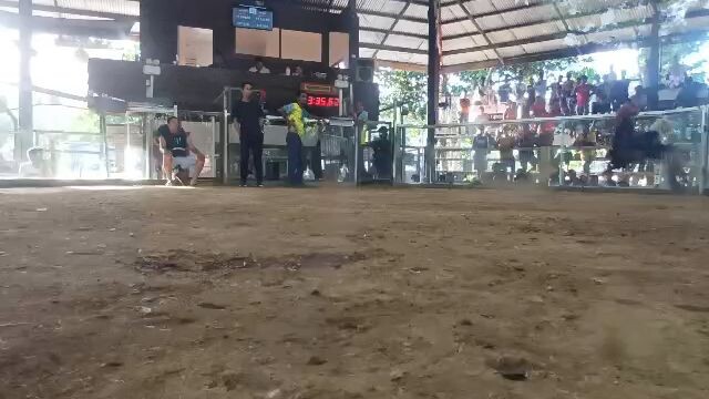 Raptor win at taytay palawan wala sugat