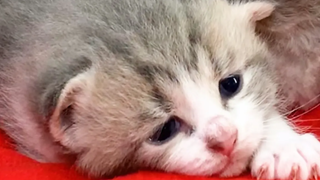 ลูกแมวหิวเหมียวร้องให้แม่ให้อาหารมัน / 20 วันหลังคลอด