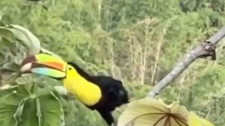 🦜 Toucan Bird Snack Time