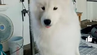 Fur baby