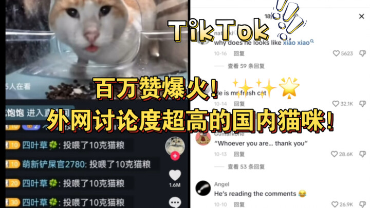 【TikTok】Gây sốt triệu like! Mèo Trung Quốc được dân mạng nước ngoài bàn tán rôm rả! Phát trực tiếp c