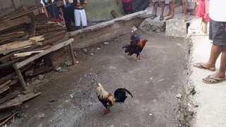 Feb 23 2025 Talisayin vs Pula