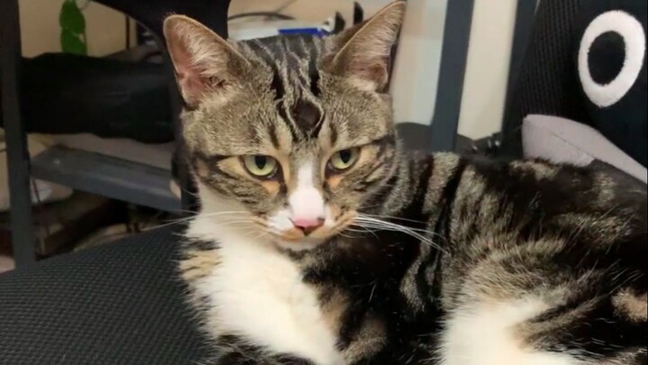 ถ้ากลางคืนไม่ให้ฉันนอน กลางวันก็ไม่ยอมให้นอน [ฉี่เป็นแมว]