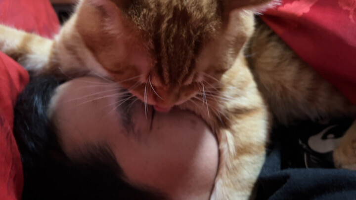 The suffocating pampering from a cat