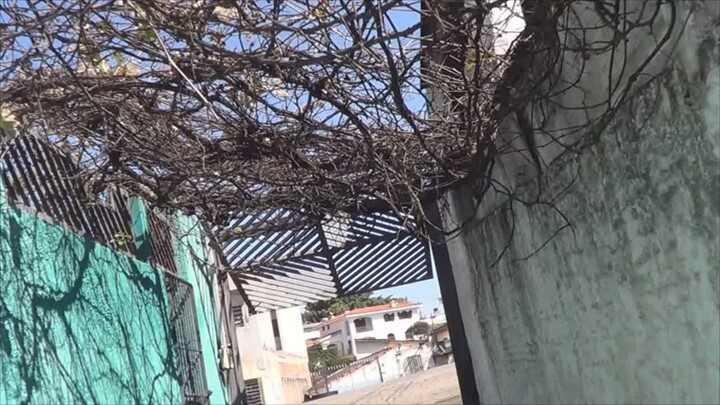 1° PARTE VIDEIRA ABANDONADA EM CAMPO LIMPO SP SP 1903a