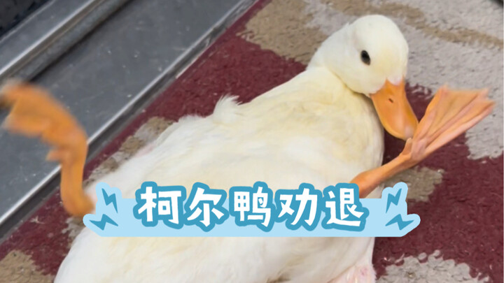 Muscovy ducks are a real deal-breaker! After raising so many different kinds of animals, I now have 