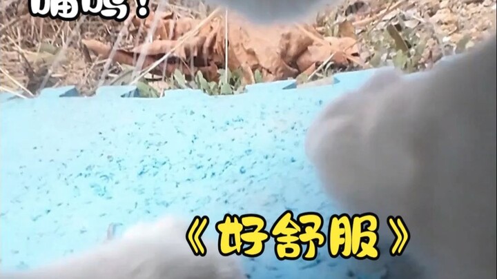 Today, Master Miao is "sharpening his claws"—"No tools needed for kitty nail trims; humans, take not