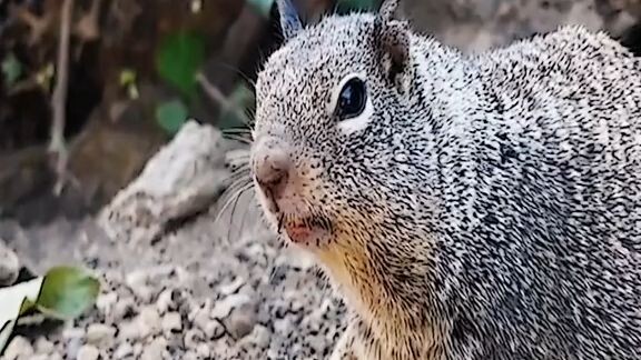 animals... hahahaahah