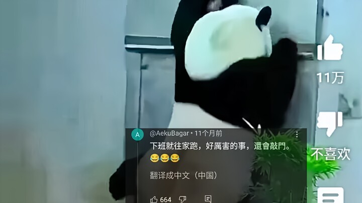 โซเชียลต่างประเทศฮือฮาคลิปหมีแพนด้าจีนทำท่ารีบเลิกงานสุดขำ ยอดวิวทะลุ 5.7 ล้าน คนในเน็ตแซว: นี่มันชั