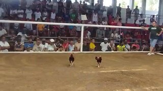 2ndfight win. 2hits ulutan. napagunahan, patay din ang amin lakas ng kalaban.@champion