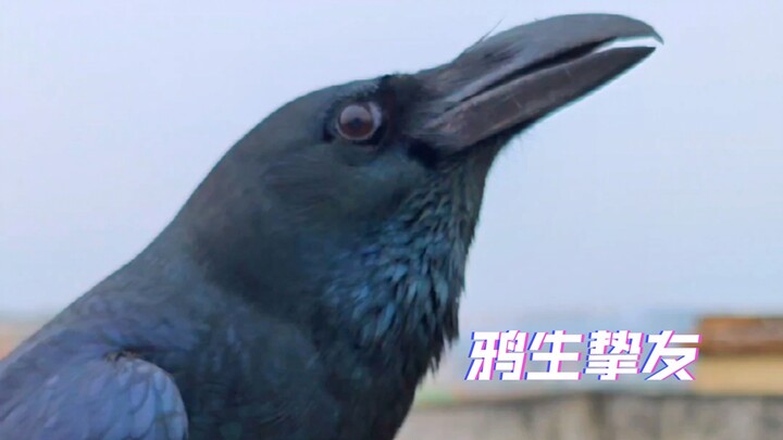 Crow (One) Lifelong Friend