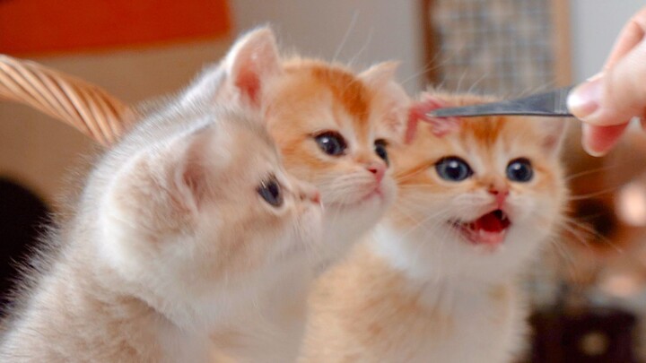 ลูกแมวน้อยเจอเนื้อเป็นครั้งแรก ตาเป็นประกายเลย!