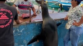 调皮海狮经常爬上岸，找摊贩的老板们讨鱼吃，不过也有碰壁的时候