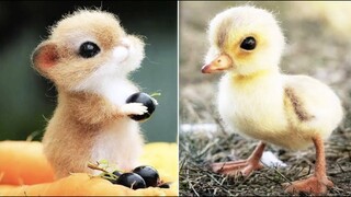 Cute Baby Animals Videos Compilation | Funny and Cute Moment of the Animals #3 - Cutest Animals 2023