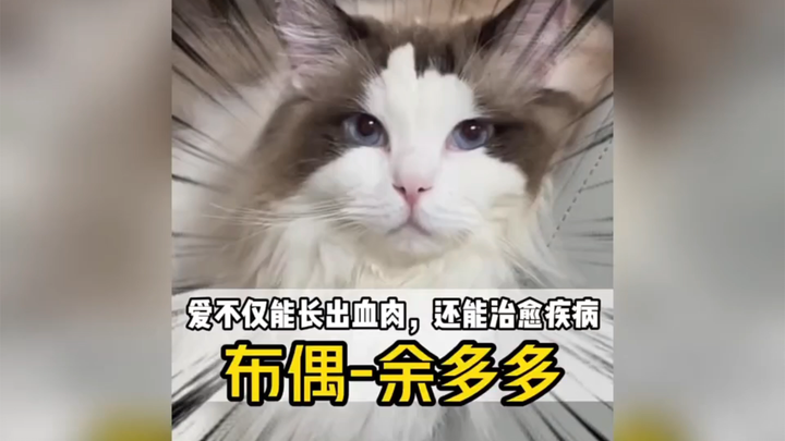 ความรักไม่เพียงหล่อเลี้ยงให้เกิดชีวิต แต่ยังสามารถสร้างปาฏิหาริย์ได้【แมวเหมียว】【แมวแร็กดอลล์】【ซึ้งใจ