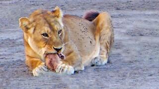 Lioness Bites Her Cub's Head Off