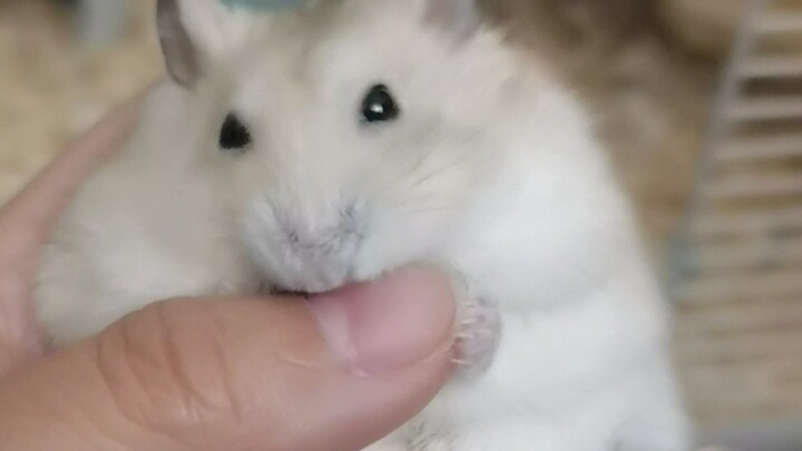 When it found that it was not food but my finger