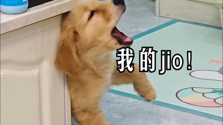 الجرو الذهبي الذي يربيه زوجان من الخارج لطيف جدًا!