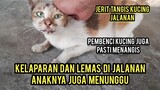 Nonton Ini..Jangan Menyakiti Kucing Hidup Mereka Sudah Susah DI Jalanan..!