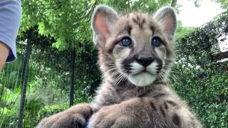 [Puma] Touching the little puma's head~