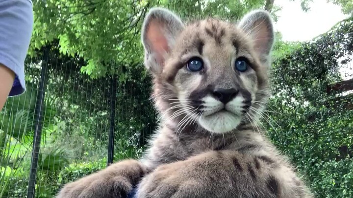 【Báo sư tử Mỹ】Vuốt đầu chú báo sư tử Mỹ nhỏ~