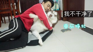Apakah tuannya akan diizinkan tidur bersama anjing Siberian Husky di kandangnya?
