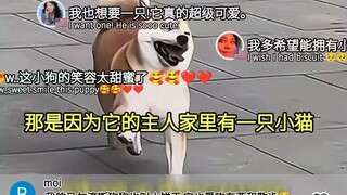 [Foreigners' View] China's Happy Internet celebrity puppy - Biscuit can dance the slide dance commen