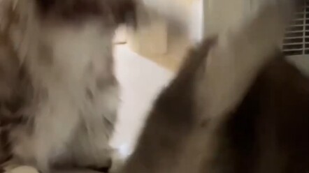 Kakak Perempuan Sanhua Mendidik Adik Laki-Laki Lanjin (Kucingnya Lebih Ganteng dariku)