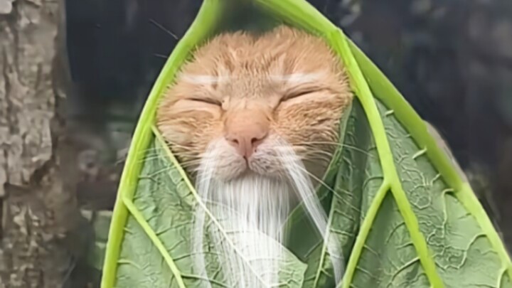 Dahulu kala ada seorang Haki Abadi...