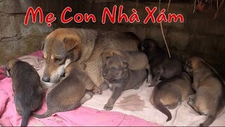 Cùng Vợ Sư Phụ Săn Bắt Ẩm Thực Vùng Cao  Chuyển Nhà Mới Cho Mẹ Con Nhà Xám| Đại 87